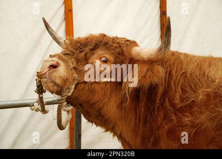 Hornvieh wird auf der Kilnsey Show in den Yorkshire Dales gezeigt Stockfoto