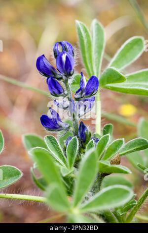 Kleinblütige Lupine Stockfoto