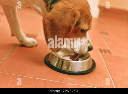 Beagle-Hund frisst gierig aus seiner Schüssel. Das Konzept der Hundezuchtpflege. Hochwertiges Hundefutter. Stockfoto
