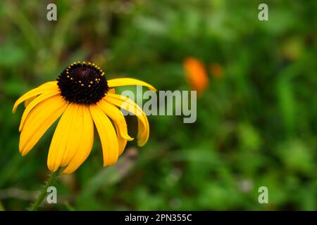 Gelbe Blumen mit unscharfem Hintergrund Stockfoto