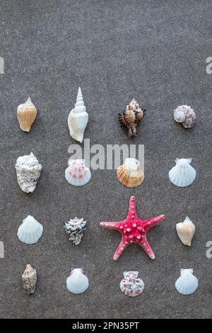 Starfish and sea shells arranged in rows on the sand Stockfoto