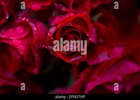 Regentropfen auf roten Rosen Stockfoto