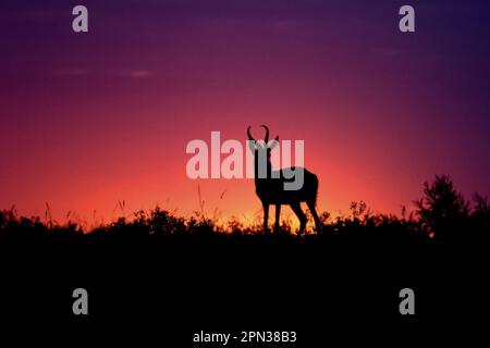 Springbock (Antidorcas marsupialis), Central Kalahari Game Reserve, Ghanzi, Botswana, Afrika Stockfoto