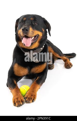 Mailand Italien 15/04/2023 : Rottweiler, deutsche Hunderasse, Fotosession im Studio Stockfoto