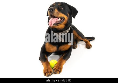 Mailand Italien 15/04/2023 : Rottweiler, deutsche Hunderasse, Fotosession im Studio Stockfoto