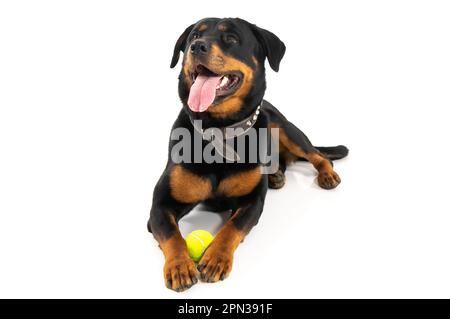 Mailand Italien 15/04/2023 : Rottweiler, deutsche Hunderasse, Fotosession im Studio Stockfoto