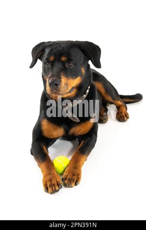 Mailand Italien 15/04/2023 : Rottweiler, deutsche Hunderasse, Fotosession im Studio Stockfoto