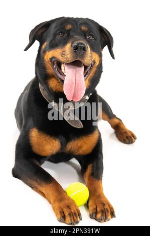 Mailand Italien 15/04/2023 : Rottweiler, deutsche Hunderasse, Fotosession im Studio Stockfoto