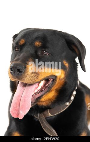 Mailand Italien 15/04/2023 : Rottweiler, deutsche Hunderasse, Fotosession im Studio Stockfoto