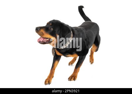 Mailand Italien 15/04/2023 : Rottweiler, deutsche Hunderasse, Fotosession im Studio Stockfoto