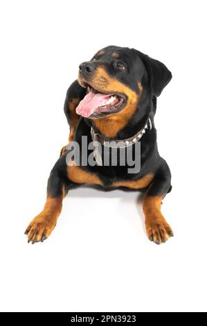 Mailand Italien 15/04/2023 : Rottweiler, deutsche Hunderasse, Fotosession im Studio Stockfoto