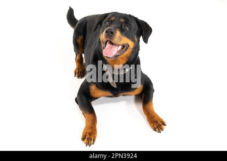 Mailand Italien 15/04/2023 : Rottweiler, deutsche Hunderasse, Fotosession im Studio Stockfoto