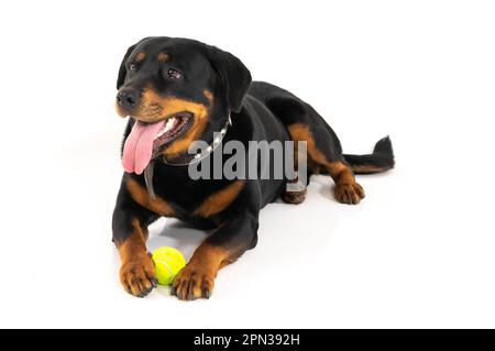 Mailand Italien 15/04/2023 : Rottweiler, deutsche Hunderasse, Fotosession im Studio Stockfoto