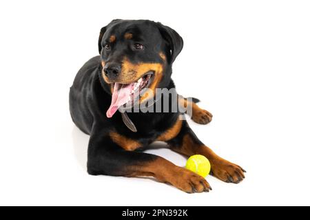 Mailand Italien 15/04/2023 : Rottweiler, deutsche Hunderasse, Fotosession im Studio Stockfoto