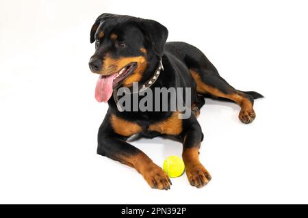 Mailand Italien 15/04/2023 : Rottweiler, deutsche Hunderasse, Fotosession im Studio Stockfoto