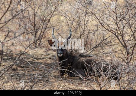 Ein männlicher Nyala, Tragelaphus angasii, ruht in der Hitze des Tages im dicken Busch Stockfoto