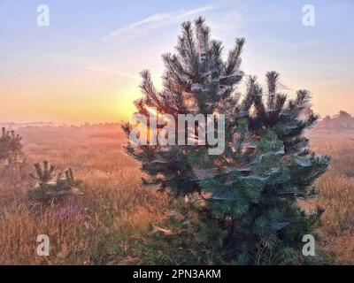 Nebeliger Sonnenaufgang mit Kiefern in blühendem Heidekraut auf dem Veluwe in den Niederlanden bei Sonnenaufgang Stockfoto