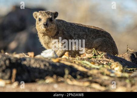 Seitlicher Blick auf Rock Hyrax, wachsam, auf Felsen mit Essensresten. Stockfoto