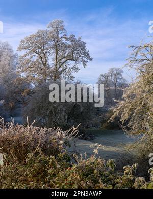 Frostiger Wintermorgen in England Stockfoto