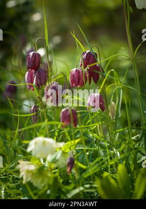 Hintergrundbeleuchtete Fritillerie in England Stockfoto