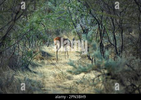 Ein kleiner Steenbok oder Steinbok Spaziergang, entspannt, entlang eines Wildpfads durch den Namibischen Busch. Stockfoto