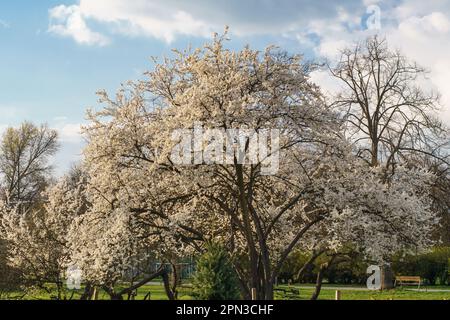 Ein blühender Baum in einem Park Stockfoto