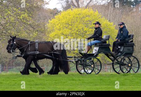 Windsor, Berkshire, Großbritannien. 15. April 2023. Vor der Royal Windsor Horse Show nächsten Monat sah Sophie, Herzogin von Edinburgh, glücklich aus, als sie heute mit der Kutsche im Windsor Great Park fuhr. Sowohl die Herzogin von Edinburgh als auch ihre Tochter Lady Louise genießen Kutschfahrten, die auch ein beliebter Zeitvertreib des verstorbenen Prinzen Philip, des Herzogs von Edinburgh, waren. Kredit: Maureen McLean/Alamy Live News Stockfoto