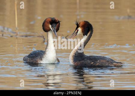 Great Crested Grebes Paarungsritual namens Weed Dance, in den Gewässern des RSPB Lakenheath in Suffolk, England Stockfoto