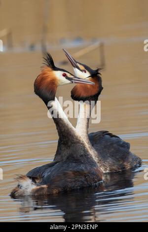 Great Crested Grebes Paarungsritual namens Weed Dance, in den Gewässern des RSPB Lakenheath in Suffolk, England Stockfoto