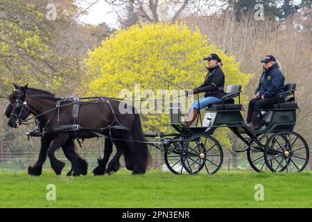Windsor, Berkshire, Großbritannien. 15. April 2023. Vor der Royal Windsor Horse Show nächsten Monat sah Sophie, Herzogin von Edinburgh, glücklich aus, als sie heute mit der Kutsche im Windsor Great Park fuhr. Sowohl die Herzogin von Edinburgh als auch ihre Tochter Lady Louise genießen Kutschfahrten, die auch ein beliebter Zeitvertreib des verstorbenen Prinzen Philip, des Herzogs von Edinburgh, waren. Kredit: Maureen McLean/Alamy Live News Stockfoto