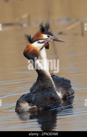 Great Crested Grebes Paarungsritual namens Weed Dance, in den Gewässern des RSPB Lakenheath in Suffolk, England Stockfoto