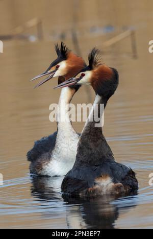 Great Crested Grebes Paarungsritual namens Weed Dance, in den Gewässern des RSPB Lakenheath in Suffolk, England Stockfoto