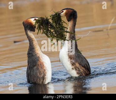 Great Crested Grebes Paarungsritual namens Weed Dance, in den Gewässern des RSPB Lakenheath in Suffolk, England Stockfoto
