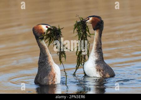 Great Crested Grebes Paarungsritual namens Weed Dance, in den Gewässern des RSPB Lakenheath in Suffolk, England Stockfoto