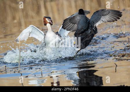 Ein Grebe und ein Coot kämpfen um das Territorium in den Feuchtgebieten von RSPB Lakenheath in Suffolk England Stockfoto