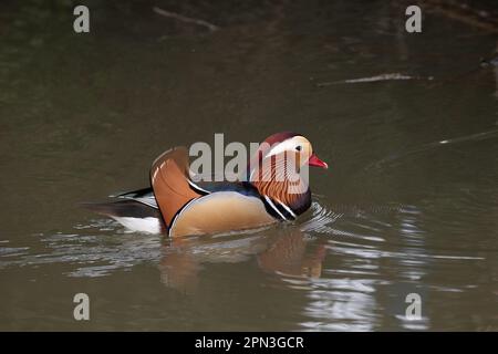 Windsor, Berkshire, Großbritannien. 15. April 2023. Eine bunte männliche Mandarin-Ente an der Themse in Datchet, Berkshire. Mandarinenten sind eine in der östlichen Palearktis heimische Entenart. Kredit: Maureen McLean/Alamy Live News Stockfoto