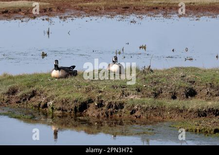 Zwei Kanadas (Branta canadensis) auf einer kleinen Insel Stockfoto