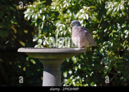 Eine Holztaube (Columba palumbus) sitzt auf einem Vogelbad in einem Garten mit Büschen dahinter Stockfoto