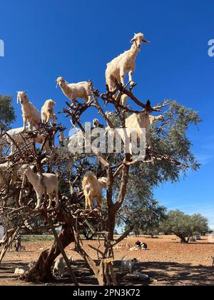 Marokko, Afrika: Ziegen auf einem Arganbaum, die ihre Früchte in der Arganebene zwischen Marrakesch und Essaouira fressen Stockfoto