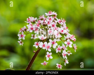 Frühlingsblütenkopf des hartgebliebenen großen, grenzenlosen, ganzjährigen, Darmera peltata, indischer Rhabarber Stockfoto