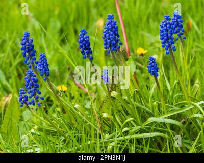 Natürliche, blaue Frühlingsblüten von Traubenhyazinthen-Zwiebeln, Muscari armenaicum, auf einer Wiese im Vereinigten Königreich Stockfoto