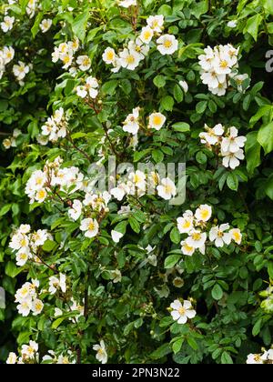 Weiße, alleinstehende, frühsommerliche Duftblüten des umherziehenden Feldes oder Shakespeares Moschusrose, Rosa arvensis Stockfoto