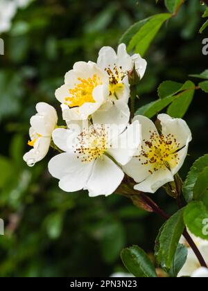 Weiße, alleinstehende, frühsommerliche Duftblüten des umherziehenden Feldes oder Shakespeares Moschusrose, Rosa arvensis Stockfoto