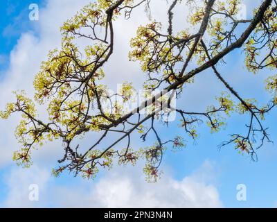 Gelbgrüne Blumen des britischen Ahornfeldapels, Acer Campestre, erwachen vor dem Laub vor einem Frühlingshimmel Stockfoto