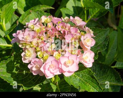 Entwicklung von Blütenköpfen einer doppelten rosa Mophead Hydrangea macrophylla aus Picton Garden in den Malverns, Großbritannien Stockfoto
