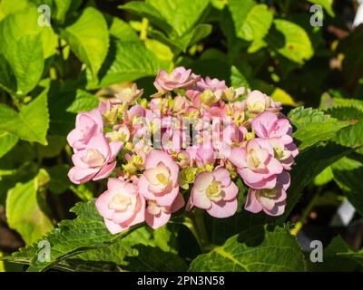Entwicklung von Blütenköpfen einer doppelten rosa Mophead Hydrangea macrophylla aus Picton Garden in den Malverns, Großbritannien Stockfoto