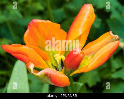 Grün leuchtend orange bis rot schattierte Frühlingsblüte Viridiflora Tulpe, Tulipa „Orange Marmelade“, geöffnet im April Sonnenlicht Stockfoto