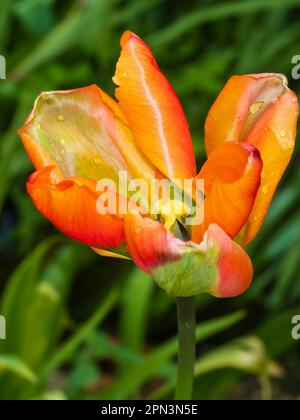 Grün leuchtend orange bis rot schattierte Frühlingsblüte Viridiflora Tulpe, Tulipa „Orange Marmelade“, geöffnet im April Sonnenlicht Stockfoto