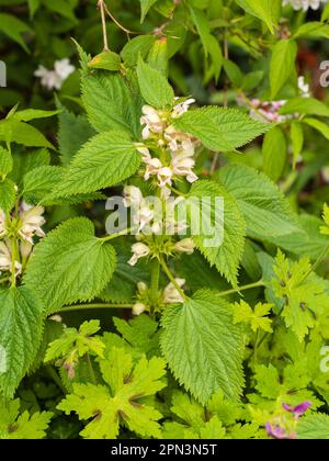 Weiße Frühlingsblumen des Ziergartens ganzjährig tote Brennnesseln, Lamium orvala „Album“ Stockfoto