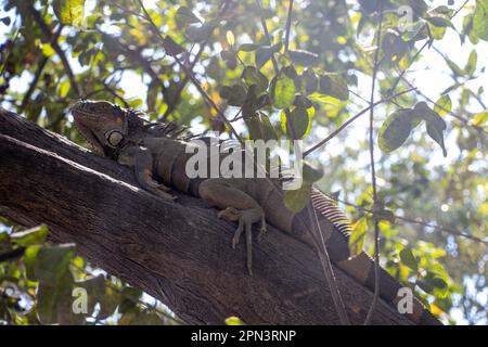 Große Iguana ruht in einem Baum Stockfoto